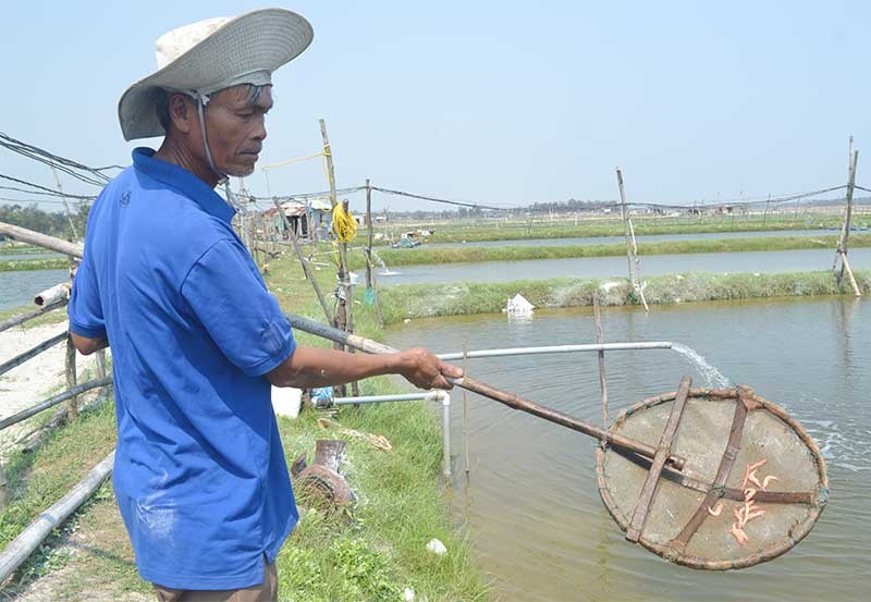 Tôm chết